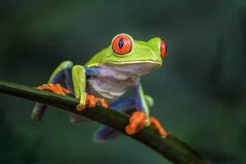 Fotobehang Red-eyed Tree Frog - Agalychnis callidryas, prachtig kleurrijk van iconische tot bossen in Midden-Amerika, Costa Rica. © David