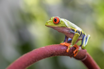 Red-eyed Tree Frog - Agalychnis callidryas, beautiful colorful from iconic to Central America forests, Costa Rica.