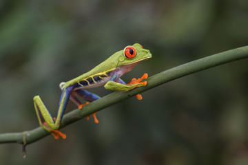 Red-eyed Tree Frog - Agalychnis callidryas, beautiful colorful from iconic to Central America forests, Costa Rica.