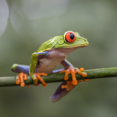 Red-eyed Tree Frog - Agalychnis callidryas, beautiful colorful from iconic to Central America forests, Costa Rica.