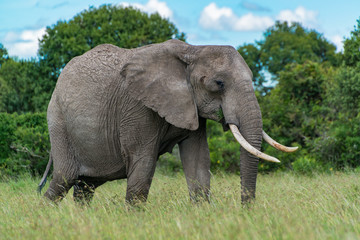 Fototapeta na wymiar Bull Elephant