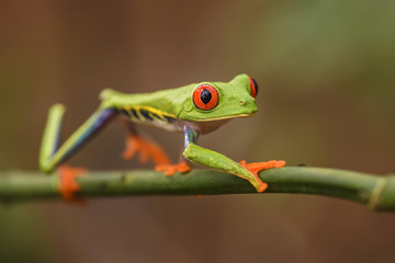 Red-eyed Tree Frog - Agalychnis callidryas, beautiful colorful from iconic to Central America forests, Costa Rica.