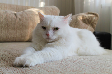 A white cat is lying on the couch.