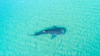 Fototapeta premium Whale Shark (rhincodon typus), the biggest fish in the ocean, a huge gentle plankton filterer giant, swimming near the surface. La Paz Baja California sur, Mexico.