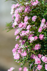 ピンクのつる性ミニバラの花