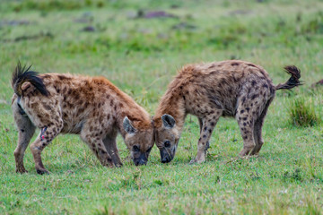Two Hyenas