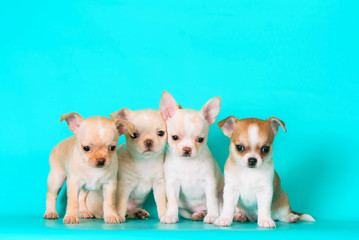 Four small puppies posing in the Studio. Many Chihuahua sitting on a turquoise background. Cute dog white-red color close-up. Horizontal image.