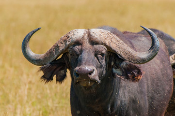 Water Buffalo