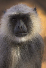 Gray Langur photographed in national park Ranthanbhor in India