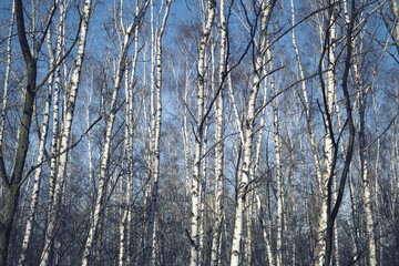 birch forest photographed in early spring. cross processing used