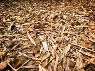 Close up the dried leaves fall to the ground.