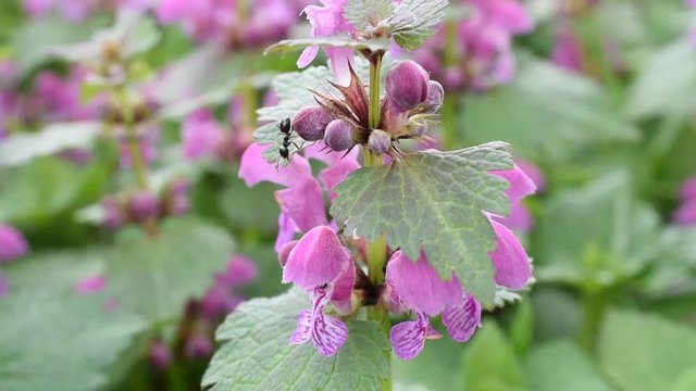 Closeup of ants on the flower (red dead-nettle)