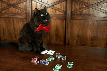 Black cat in red butterfly plays poker