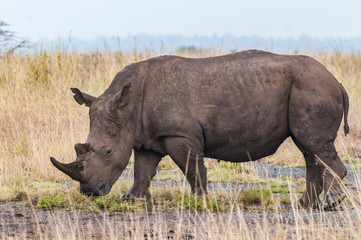 Obraz premium white rhino