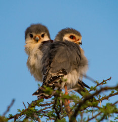 Pygmy Falcons Kenya
