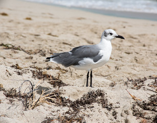 Bird on the beach