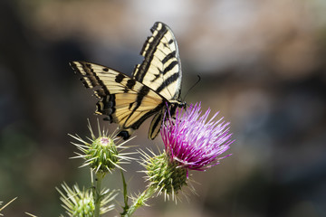 Western Tiger Swallowtail (Papilio rutulus) Feeding on Thistle