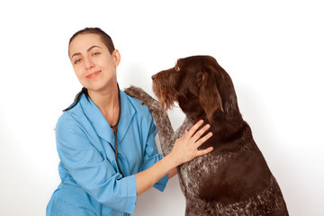   trusting dog breed  german wirehaired pointer put a paw on the hand  by a veterinary doctor