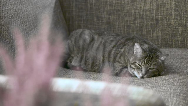 chat sur un canap&eacute;