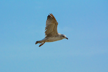 seagull