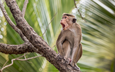 Toque macaque, screaming in the jungle