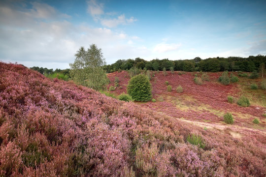 hills with flowering heather