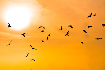 bird silhoette