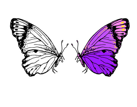 Vector sketch hand drawn illustration of butterflies with folded wings