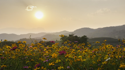Fototapeta premium colorful cosmos flower field with the sunlight and mountain at background