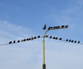 Obraz premium The team of pigeons is located on the wires