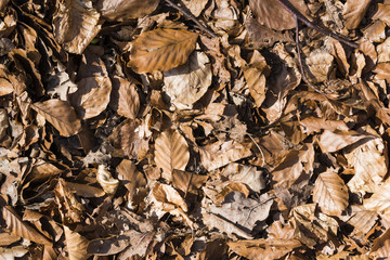 braunes Laub am Boden, trockenes Laub am Boden, trockene Waldboden, Waldbrandgefahr, sehr trockenes braunes Laub
