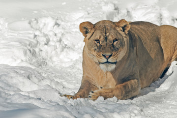 a lion on a snowy background