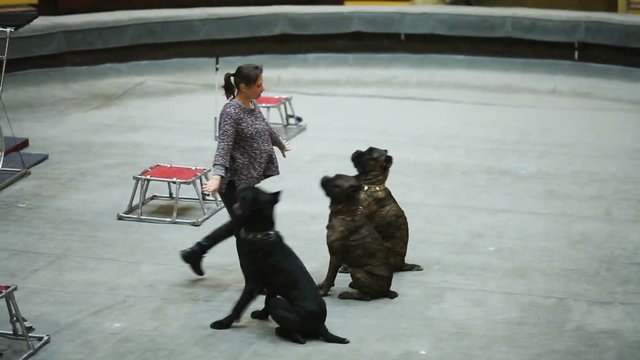 Rehearsal of dogs show performance in the circus