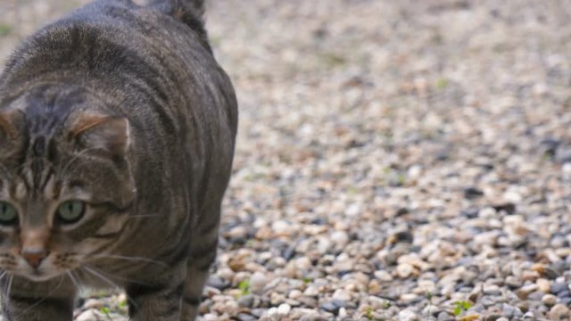 chat qui marche