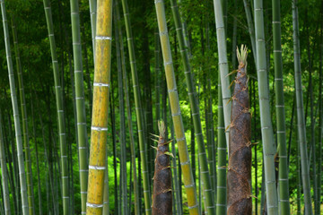 竹林と竹の子　京都