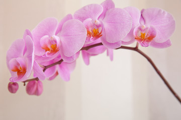 розовый цветок орхидеи