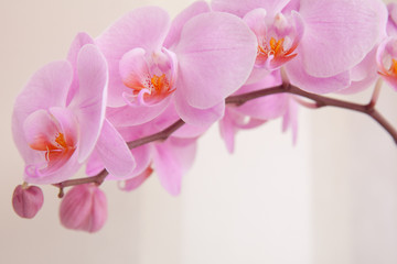 Naklejka na ściany i meble розовый цветок орхидеи