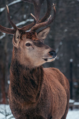 Fototapeta premium Hirsch im Winter