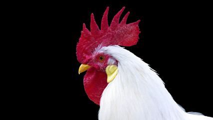 Close-up portrait of a chicken an a black background
