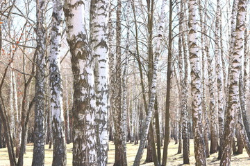 birch trees with white bark