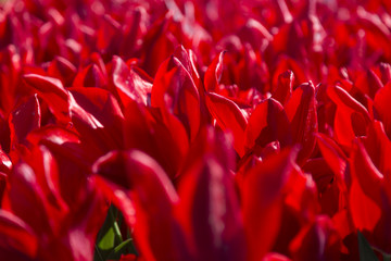 Tulip Flower. Beautiful bouquet of tulips. colorful tulips. tulips in spring at the garden,colorful tulip,Nature background.