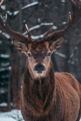 Fototapeta premium Hirsch Portrait