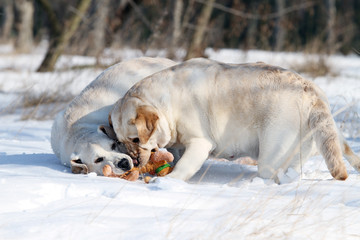 two cute yellow labradors in winter in snow with a toy