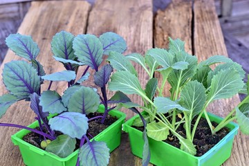 Farming,cultivation, agriculture and care of vegetables concept:  white and red young cabbage seedlings on a wooden background.