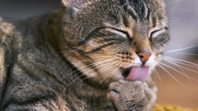chat qui fait sa toilette 
