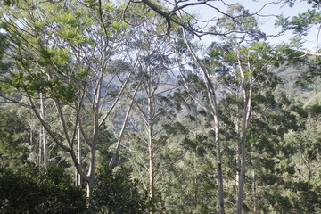Fototapeta premium Bosque