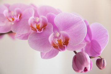 Naklejka na ściany i meble цветок орхидеи крупным планом