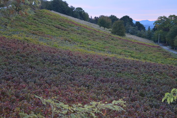 paesaggi al tramonto e natura 