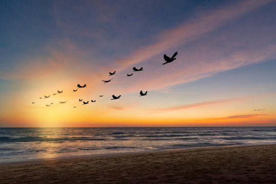 The freedom of birds,freedom concept.Silhouette flock of birds in v shaped flying over the sea at sunset.