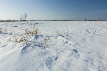 Dry grass covered with snow